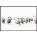 Picture of Sheep Party _GroupedProduct_Rectangle_Landscape_Photography _GroupedProduct_Rectangle_Landscape_Canvas_Framed_