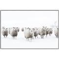 Picture of Sheep Party _GroupedProduct_Rectangle_Landscape_Photography _GroupedProduct_Rectangle_Landscape_Canvas_Framed_