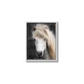 Picture of Stallion _GroupedProduct_Rectangle_Portrait_Photography _GroupedProduct_Rectangle_Portrait_Canvas_Framed_