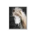 Picture of Stallion _GroupedProduct_Rectangle_Portrait_Photography _GroupedProduct_Rectangle_Portrait_Canvas_Framed_