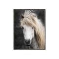 Picture of Stallion _GroupedProduct_Rectangle_Portrait_Photography _GroupedProduct_Rectangle_Portrait_Canvas_Framed_