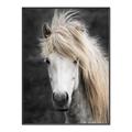 Picture of Stallion _GroupedProduct_Rectangle_Portrait_Photography _GroupedProduct_Rectangle_Portrait_Canvas_Framed_