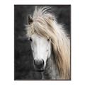 Picture of Stallion _GroupedProduct_Rectangle_Portrait_Photography _GroupedProduct_Rectangle_Portrait_Canvas_Framed_