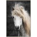 Picture of Stallion _GroupedProduct_Rectangle_Portrait_Photography _GroupedProduct_Rectangle_Portrait_Canvas_Framed_
