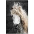Picture of Stallion _GroupedProduct_Rectangle_Portrait_Photography _GroupedProduct_Rectangle_Portrait_Canvas_Framed_