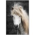 Picture of Stallion _GroupedProduct_Rectangle_Portrait_Photography _GroupedProduct_Rectangle_Portrait_Canvas_Framed_