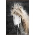 Picture of Stallion _GroupedProduct_Rectangle_Portrait_Photography _GroupedProduct_Rectangle_Portrait_Canvas_Framed_