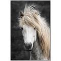 Picture of Stallion _GroupedProduct_Rectangle_Portrait_Photography _GroupedProduct_Rectangle_Portrait_Canvas_Framed_