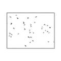 Picture of Flying Birds _GroupedProduct_Rectangle_Landscape_Photography _GroupedProduct_Rectangle_Landscape_Canvas_Framed_