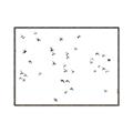 Picture of Flying Birds _GroupedProduct_Rectangle_Landscape_Photography _GroupedProduct_Rectangle_Landscape_Canvas_Framed_