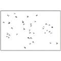 Picture of Flying Birds _GroupedProduct_Rectangle_Landscape_Photography _GroupedProduct_Rectangle_Landscape_Canvas_Framed_