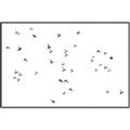 Picture of Flying Birds _GroupedProduct_Rectangle_Landscape_Photography _GroupedProduct_Rectangle_Landscape_Canvas_Framed_