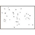 Picture of Flying Birds _GroupedProduct_Rectangle_Landscape_Photography _GroupedProduct_Rectangle_Landscape_Canvas_Framed_