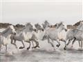 Picture of Horses Running in Water _GroupedProduct_Rectangle_Landscape_Photography _GroupedProduct_Rectangle_Landscape_Unframed_Print_Only_