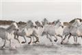 Picture of Horses Running in Water _GroupedProduct_Rectangle_Landscape_Photography _GroupedProduct_Rectangle_Landscape_Unframed_Print_Only_