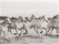 Picture of Horses Running in Water _GroupedProduct_Rectangle_Landscape_Photography _GroupedProduct_Rectangle_Landscape_Unframed_Print_Only_