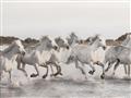 Picture of Horses Running in Water _GroupedProduct_Rectangle_Landscape_Photography _GroupedProduct_Rectangle_Landscape_Unframed_Print_Only_