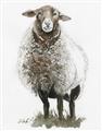 Picture of Watercolour Sheep  _GroupedProduct_Rectangle_Portrait_Unframed_Print_Only_