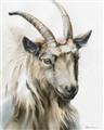 Picture of Watercolour Ram  _GroupedProduct_Rectangle_Portrait_Unframed_Print_Only_