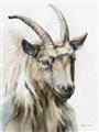 Picture of Watercolour Ram  _GroupedProduct_Rectangle_Portrait_Unframed_Print_Only_