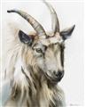 Picture of Watercolour Ram  _GroupedProduct_Rectangle_Portrait_Unframed_Print_Only_