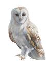 Picture of Watercolour Owl  _GroupedProduct_Rectangle_Portrait_Unframed_Print_Only_