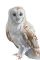 Picture of Watercolour Owl  _GroupedProduct_Rectangle_Portrait_Unframed_Print_Only_