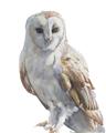 Picture of Watercolour Owl  _GroupedProduct_Rectangle_Portrait_Unframed_Print_Only_