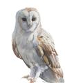 Picture of Watercolour Owl  _GroupedProduct_Rectangle_Portrait_Unframed_Print_Only_