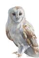 Picture of Watercolour Owl  _GroupedProduct_Rectangle_Portrait_Unframed_Print_Only_