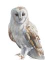 Picture of Watercolour Owl  _GroupedProduct_Rectangle_Portrait_Unframed_Print_Only_