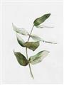 Picture of Green Leaves I  _GroupedProduct_Rectangle_Portrait_Unframed_Print_Only_