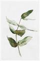 Picture of Green Leaves I  _GroupedProduct_Rectangle_Portrait_Unframed_Print_Only_