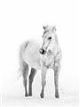 Picture of Solo White Horse _GroupedProduct_Rectangle_Portrait_Photography _GroupedProduct_Rectangle_Portrait_Unframed_Print_Only_