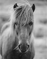 Picture of Icelandic horse in black and white _GroupedProduct_Rectangle_Portrait_Photography _GroupedProduct_Rectangle_Portrait_Unframed_Print_Only_