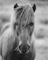Picture of Icelandic horse in black and white _GroupedProduct_Rectangle_Portrait_Photography _GroupedProduct_Rectangle_Portrait_Unframed_Print_Only_