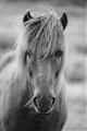 Picture of Icelandic horse in black and white _GroupedProduct_Rectangle_Portrait_Photography _GroupedProduct_Rectangle_Portrait_Unframed_Print_Only_