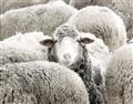 Picture of Sheepish _GroupedProduct_Rectangle_Landscape_Photography _GroupedProduct_Rectangle_Landscape_Unframed_Print_Only_