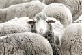 Picture of Sheepish _GroupedProduct_Rectangle_Landscape_Photography _GroupedProduct_Rectangle_Landscape_Unframed_Print_Only_