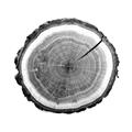 Picture of Log Slice I _GroupedProduct_Square_Photography _GroupedProduct_Square_Unframed_Print_Only_
