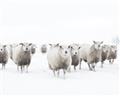 Picture of Sheep Party _GroupedProduct_Rectangle_Landscape_Photography _GroupedProduct_Rectangle_Landscape_Unframed_Print_Only_