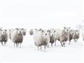 Picture of Sheep Party _GroupedProduct_Rectangle_Landscape_Photography _GroupedProduct_Rectangle_Landscape_Unframed_Print_Only_