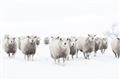 Picture of Sheep Party _GroupedProduct_Rectangle_Landscape_Photography _GroupedProduct_Rectangle_Landscape_Unframed_Print_Only_