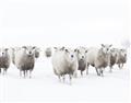 Picture of Sheep Party _GroupedProduct_Rectangle_Landscape_Photography _GroupedProduct_Rectangle_Landscape_Unframed_Print_Only_