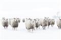 Picture of Sheep Party _GroupedProduct_Rectangle_Landscape_Photography _GroupedProduct_Rectangle_Landscape_Unframed_Print_Only_