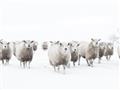 Picture of Sheep Party _GroupedProduct_Rectangle_Landscape_Photography _GroupedProduct_Rectangle_Landscape_Unframed_Print_Only_
