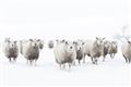 Picture of Sheep Party _GroupedProduct_Rectangle_Landscape_Photography _GroupedProduct_Rectangle_Landscape_Unframed_Print_Only_