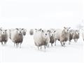 Picture of Sheep Party _GroupedProduct_Rectangle_Landscape_Photography _GroupedProduct_Rectangle_Landscape_Unframed_Print_Only_