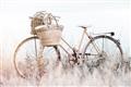 Picture of Field Bike _GroupedProduct_Rectangle_Landscape_Photography _GroupedProduct_Rectangle_Landscape_Unframed_Print_Only_