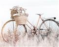 Picture of Field Bike _GroupedProduct_Rectangle_Landscape_Photography _GroupedProduct_Rectangle_Landscape_Unframed_Print_Only_
